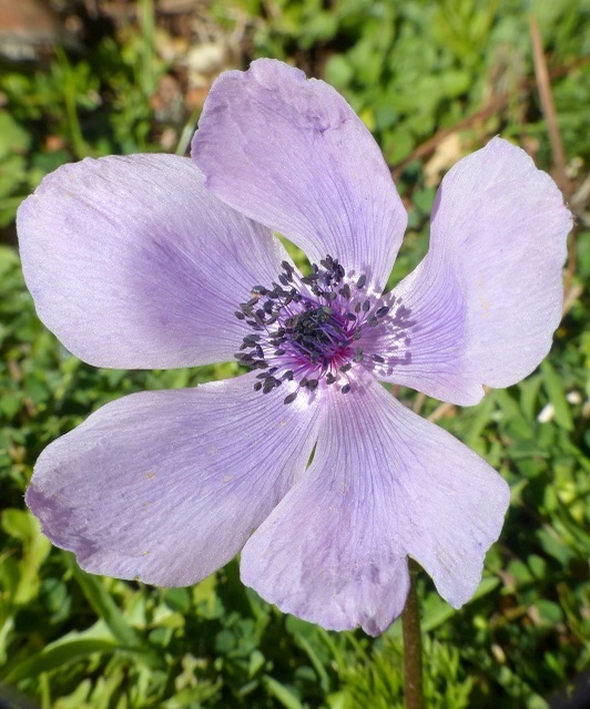 Anemone coronaria - provincia di Roma.